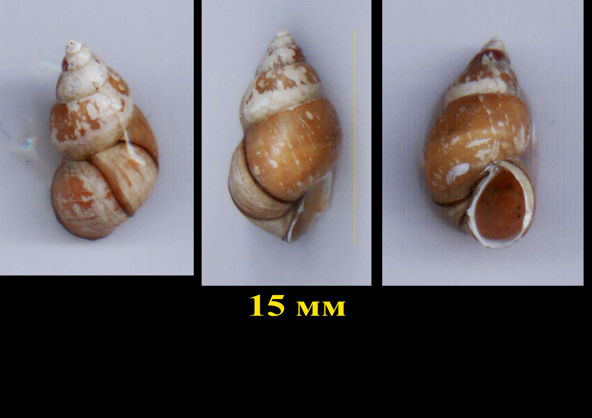 Bithynia tentaculata (Linnaeus 1758) resmi