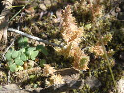 Image of Crassula campestris (Eckl. & Zeyh.) Endl. ex Walp.