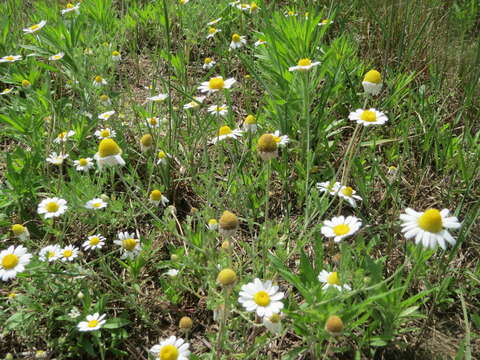 Image of corn chamomile