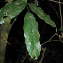Imagem de Candolleodendron brachystachyum (DC.) Cowan