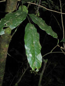 Image of Candolleodendron