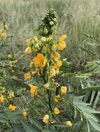 Senna hirsuta var. glaberrima (M. E. Jones) H. S. Irwin & Barneby resmi