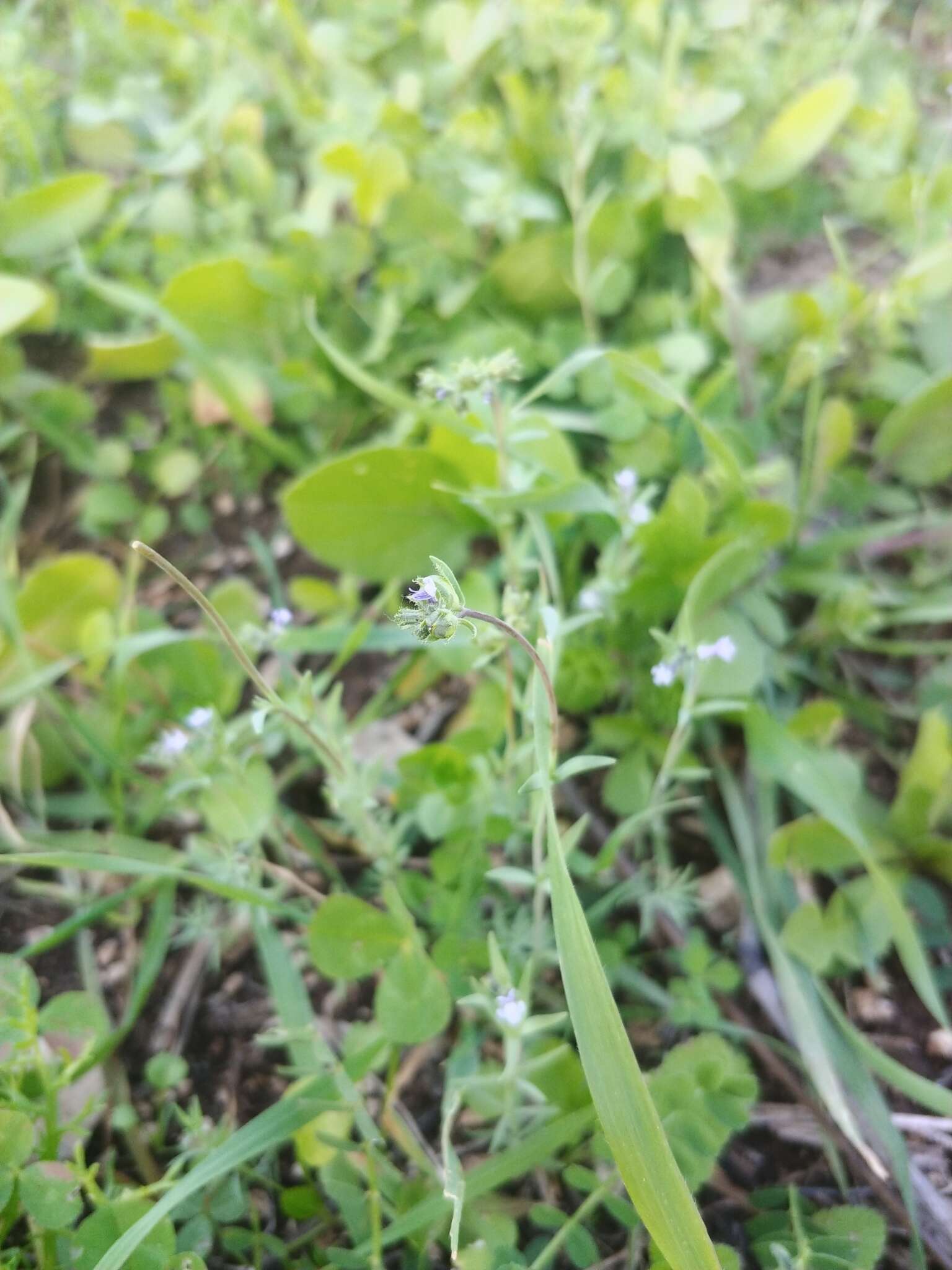 Image of Linaria micrantha (Cav.) Hoffmgg. & Link