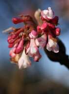 Image of Culver's root