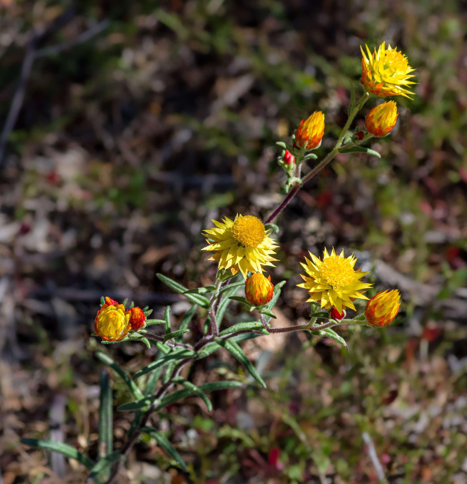 Image of Waitzia acuminata Steetz