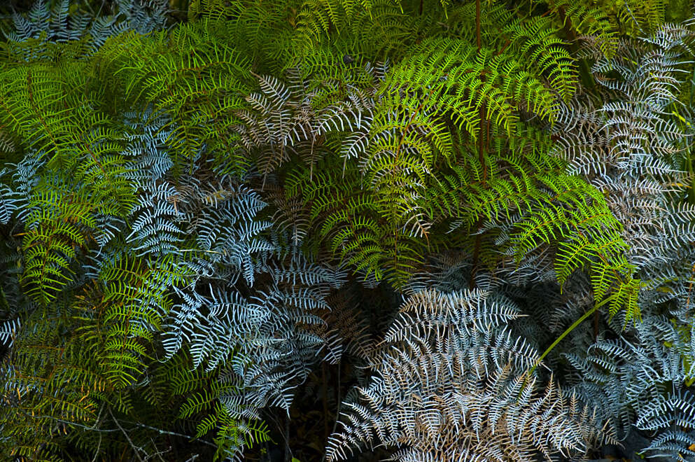 Image de Gleichenia dicarpa R. Br.