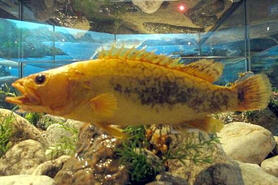 Image of Golden mandarin fish
