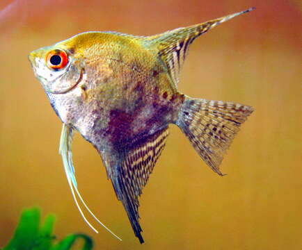 صورة Pterophyllum scalare (Schultze 1823)