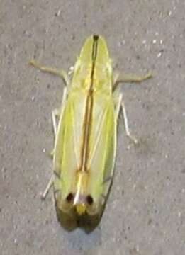 Image of Two-spotted leafhopper