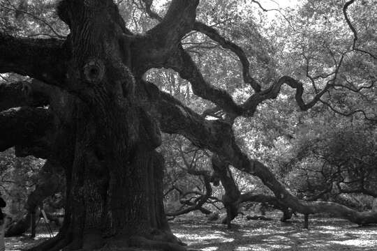 Image of Southern Live Oak