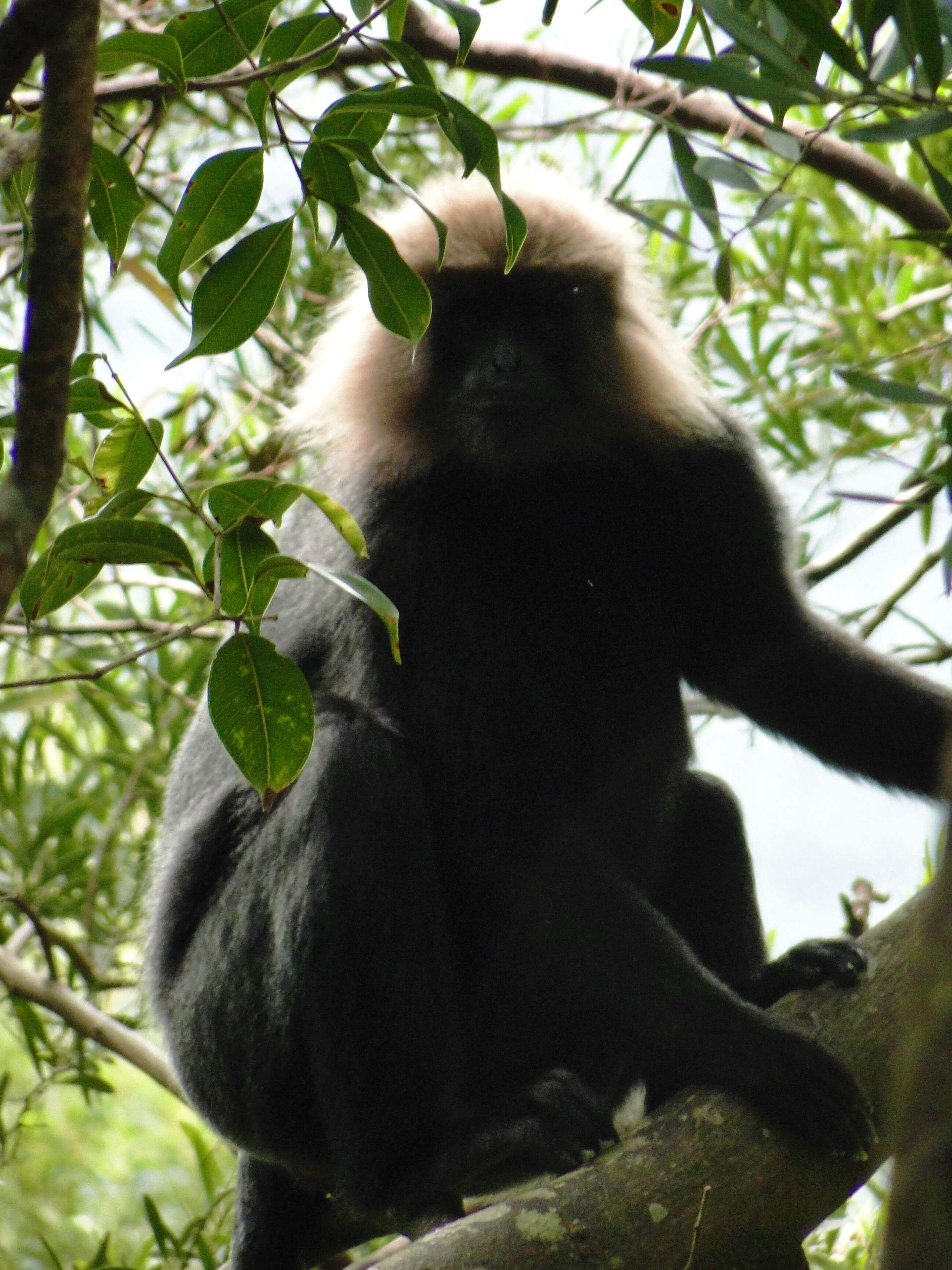 Image of Black Leaf Monkey