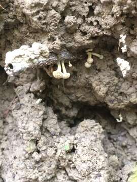 Image of Roesleria subterranea (Weinm.) Redhead 1985