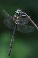 Image of Forcipate Emerald