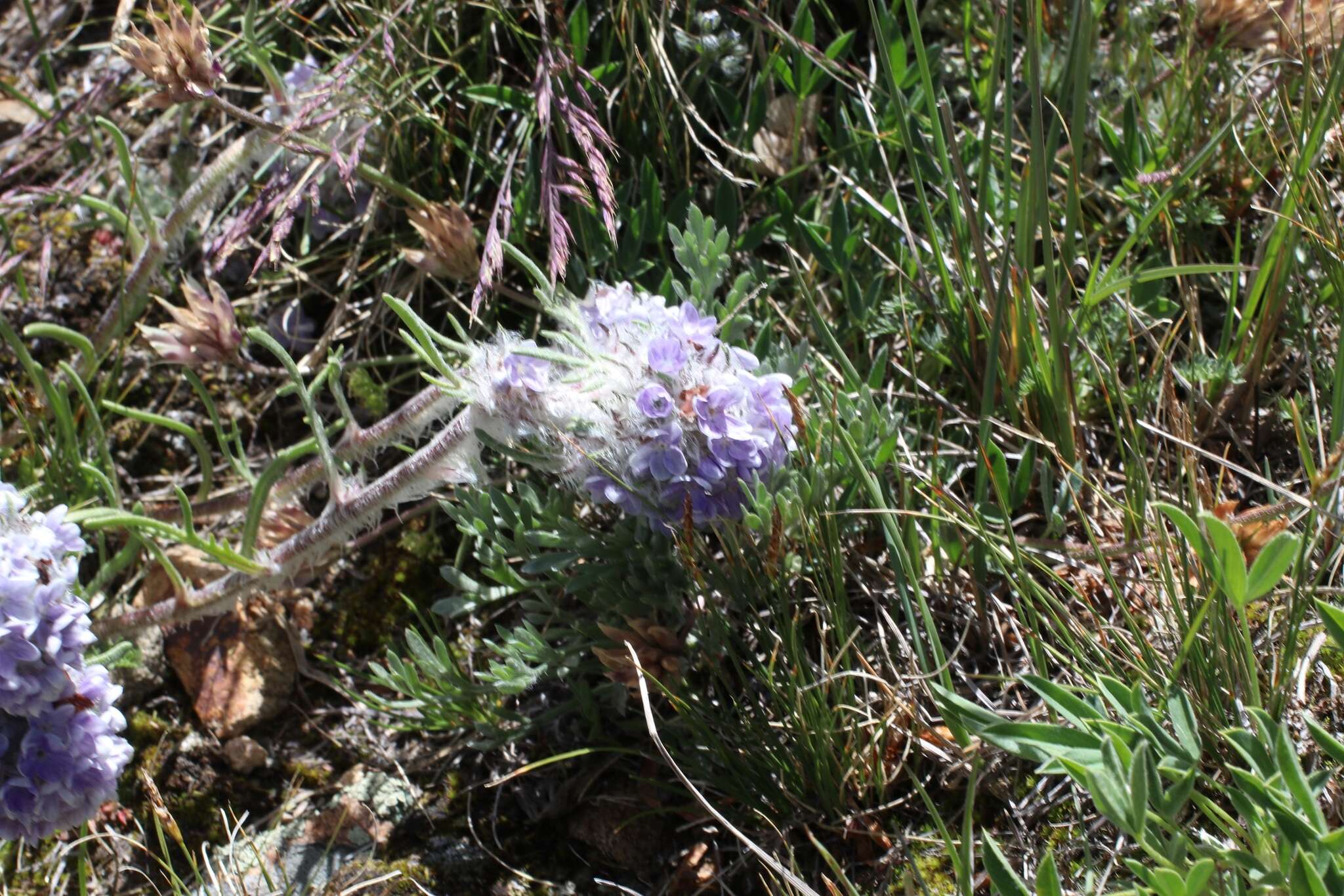 Plancia ëd Ipomopsis globularis (Brand) W. A. Weber