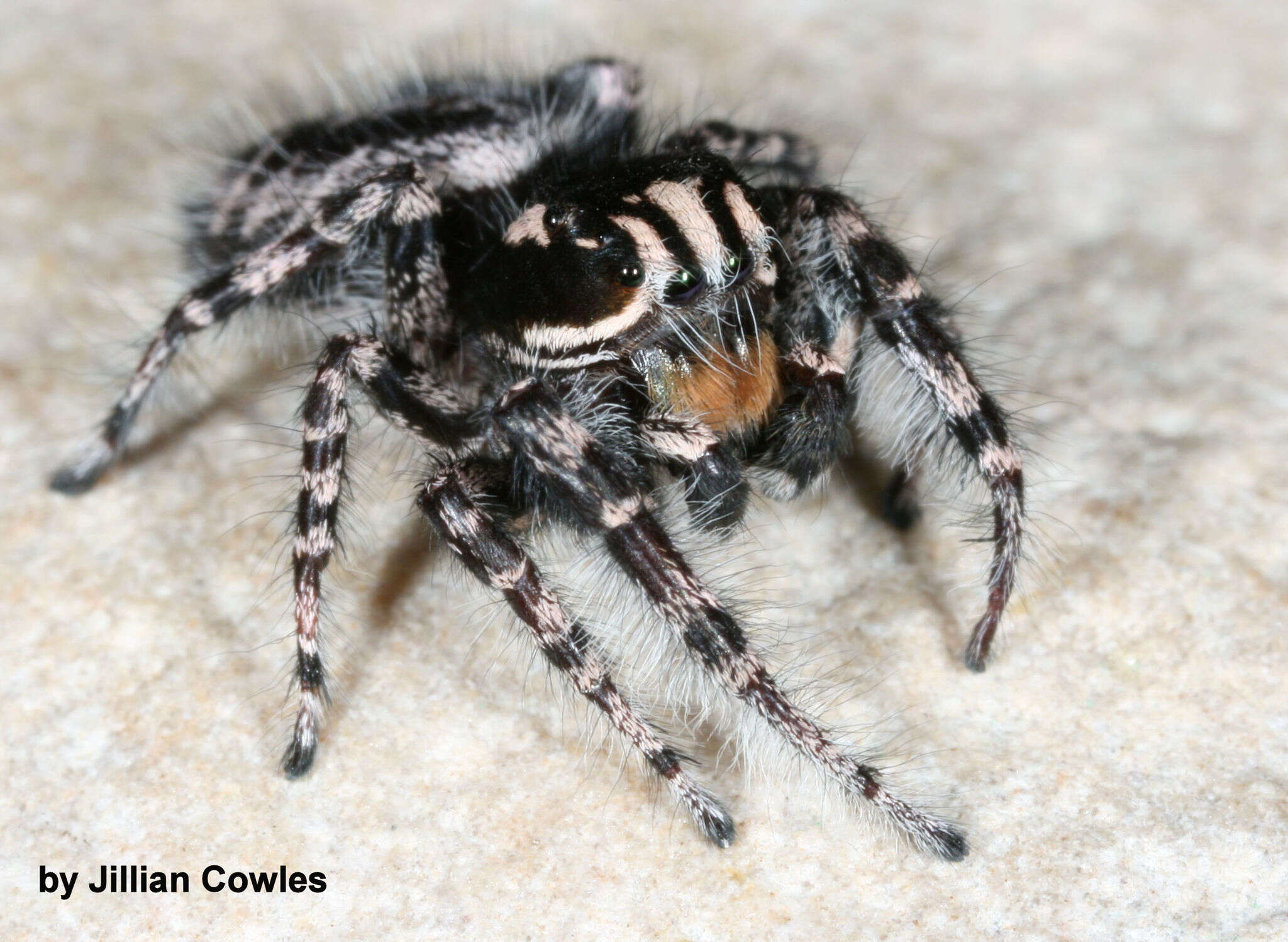 صورة Phidippus tigris Edwards 2004