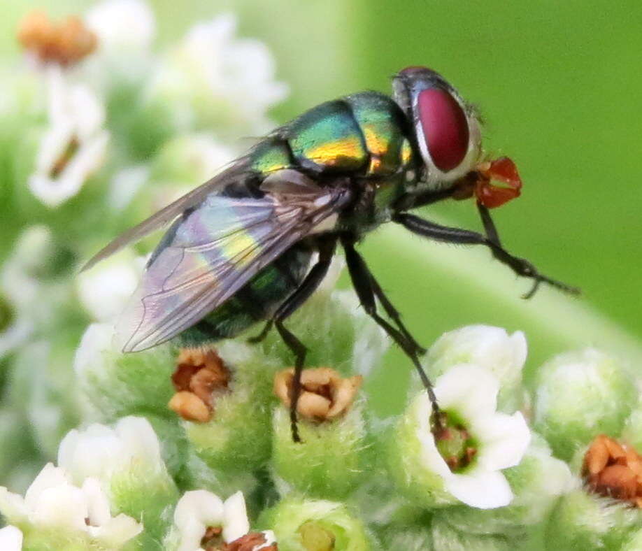 Image of Blow fly