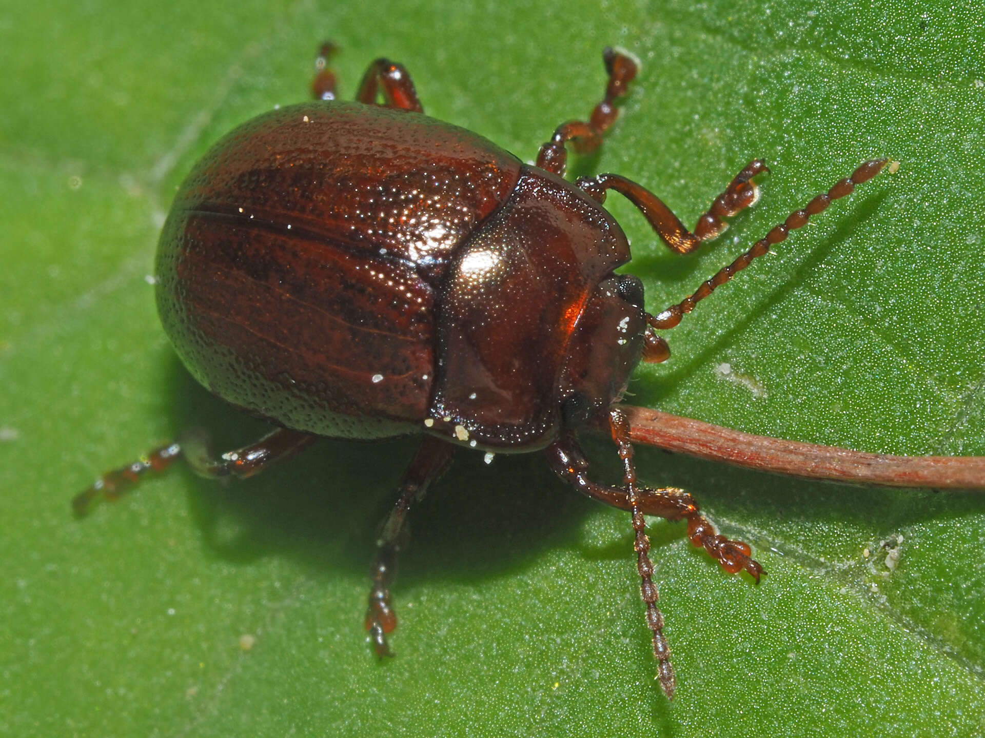 Image of Brown mint leaf beetle