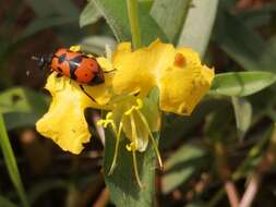 صورة <i>Actenodia chrysomelina</i>