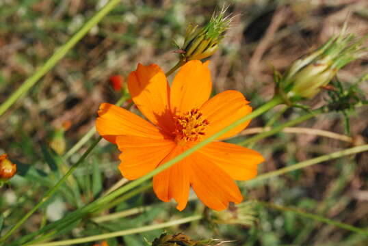 Image of sulphur cosmos