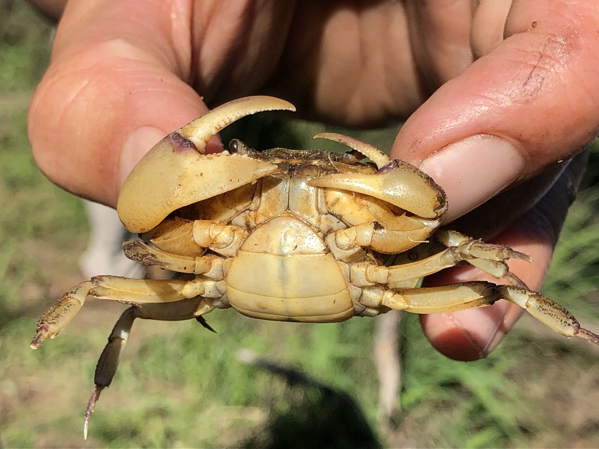 صورة Maritimonautes calcaratus (Gordon 1929)