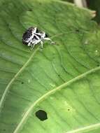 Image of Peridinetus ecuadoricus Casey 1922