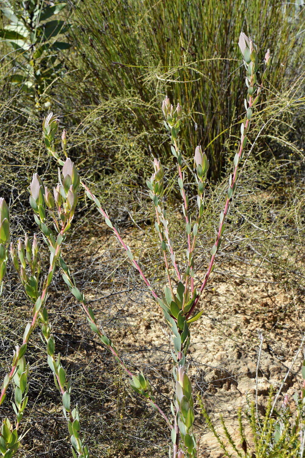 Plancia ëd Leucadendron discolor Buek ex Meissn.