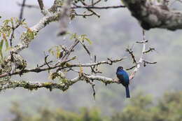 Imagem de Trogon ramonianus Deville & Des Murs 1849