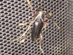 Image of Enaphalodes seminitidus (Horn 1885)