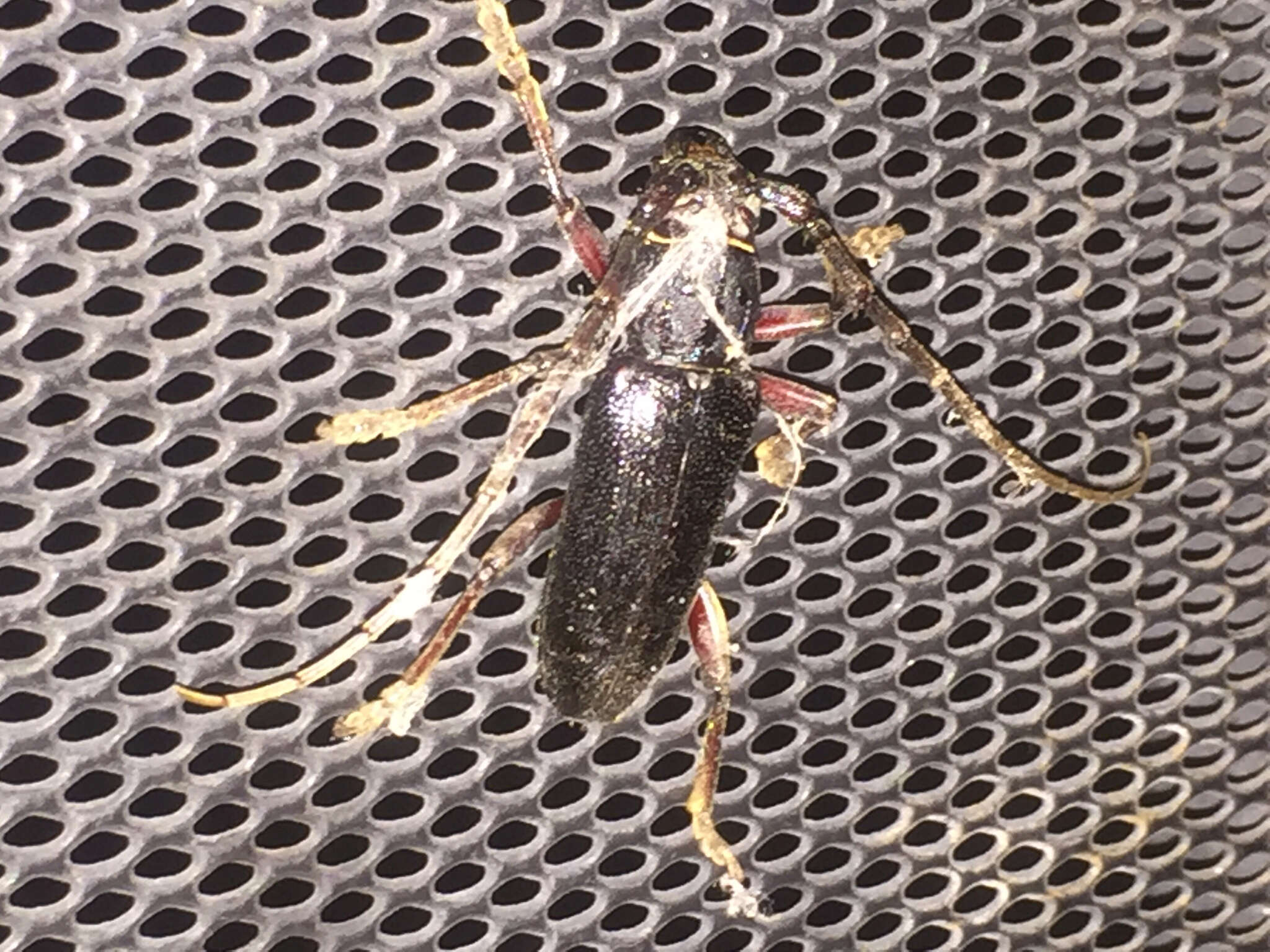 Image of Enaphalodes seminitidus (Horn 1885)