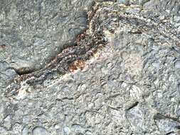 Image of buff striped keelback