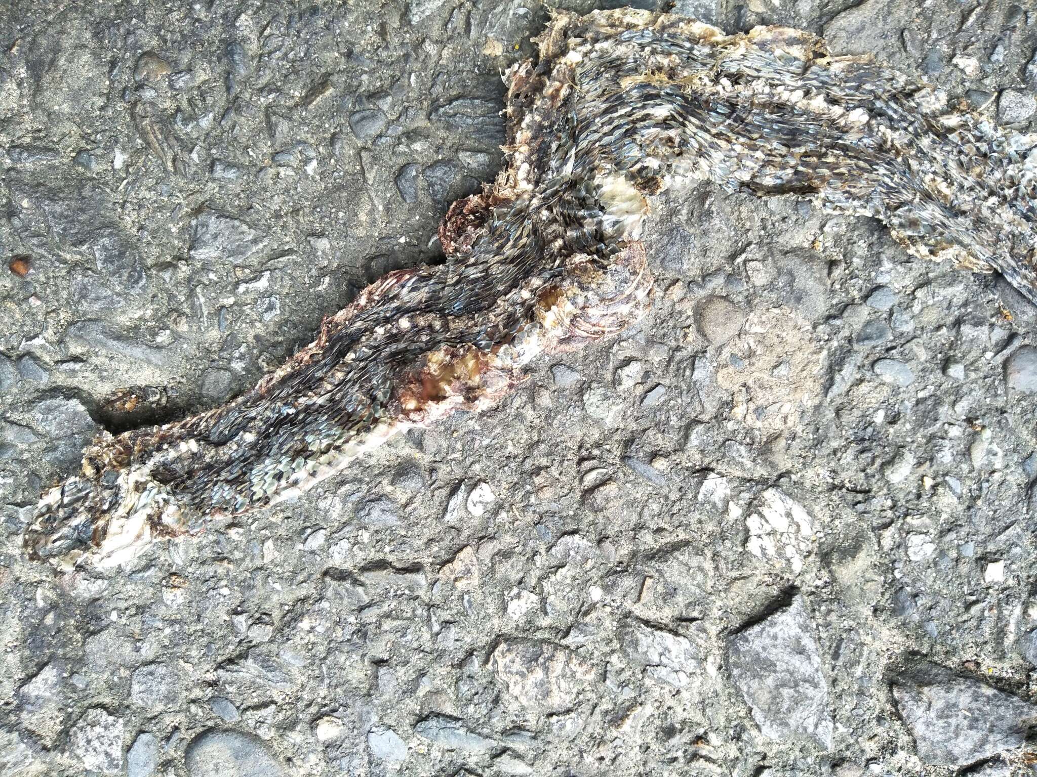 Image of buff striped keelback