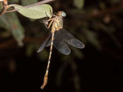 Image of Lestinogomphus silkeae Kipping 2010