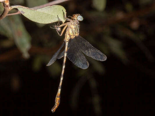 Imagem de Lestinogomphus silkeae Kipping 2010