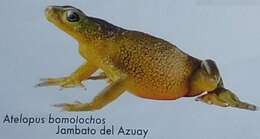 Imagem de Atelopus bomolochos Peters 1973