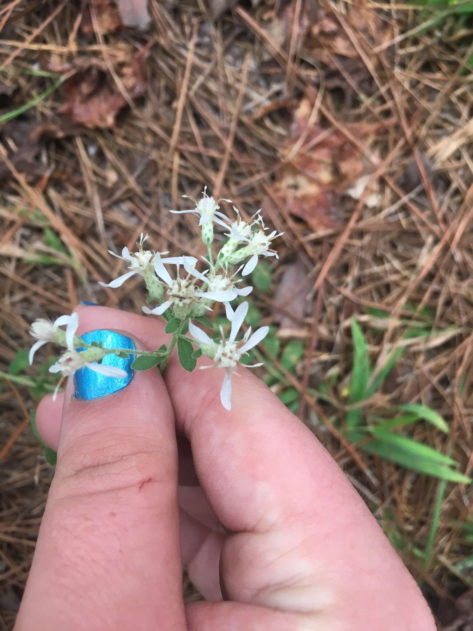 Image of Sericocarpus tortifolius (Michx.) Nees