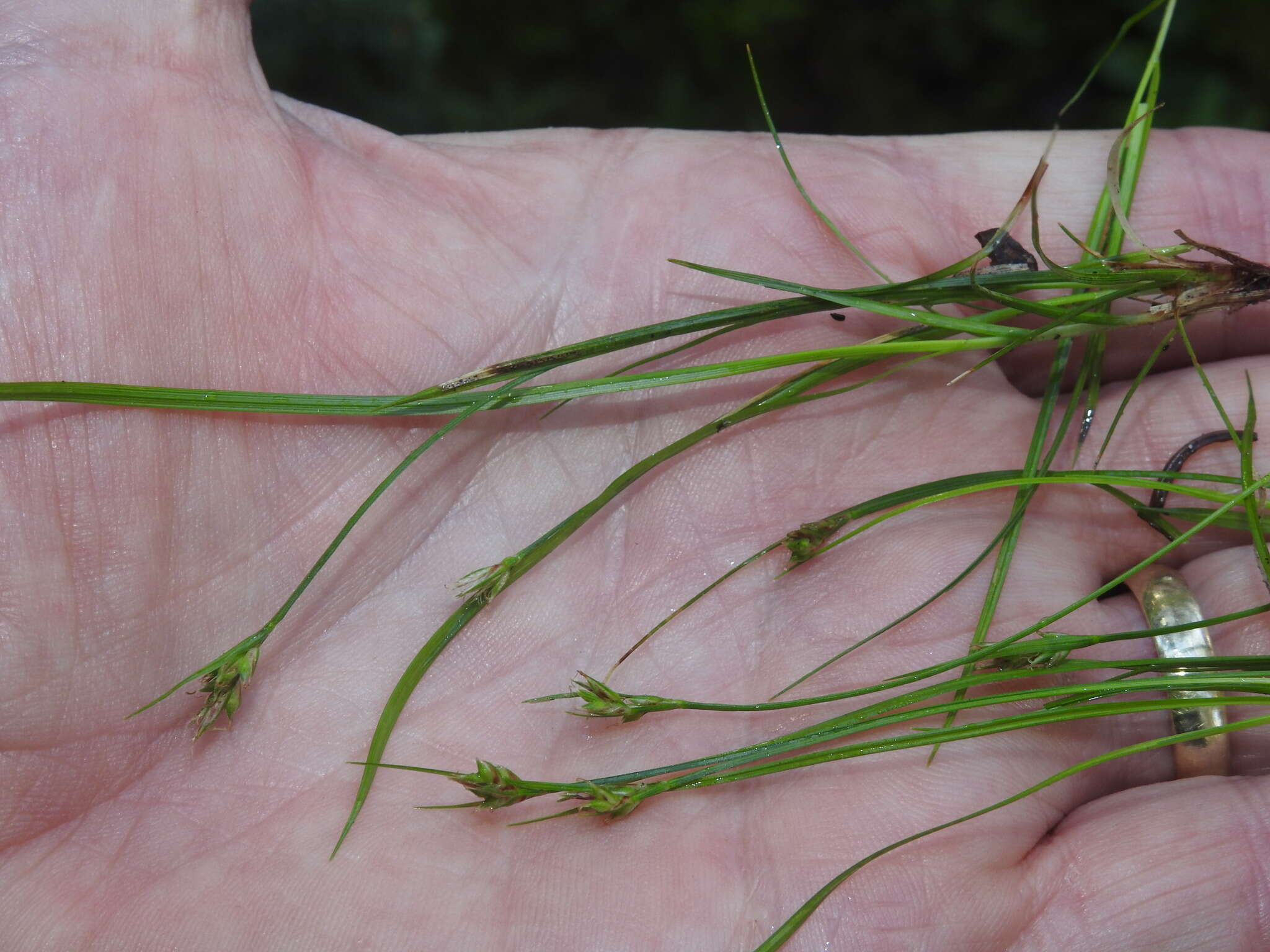 Image of northern sedge