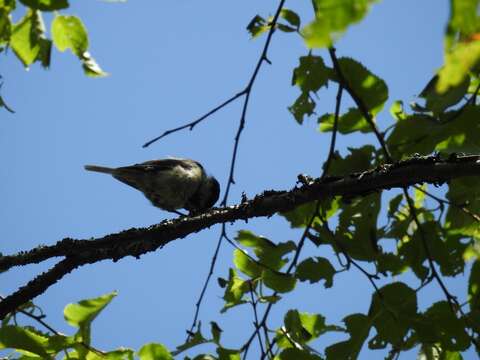 Image of Black-bibbed Tit