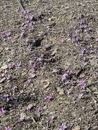 Image of Colchicum filifolium (Cambess.) Stef.