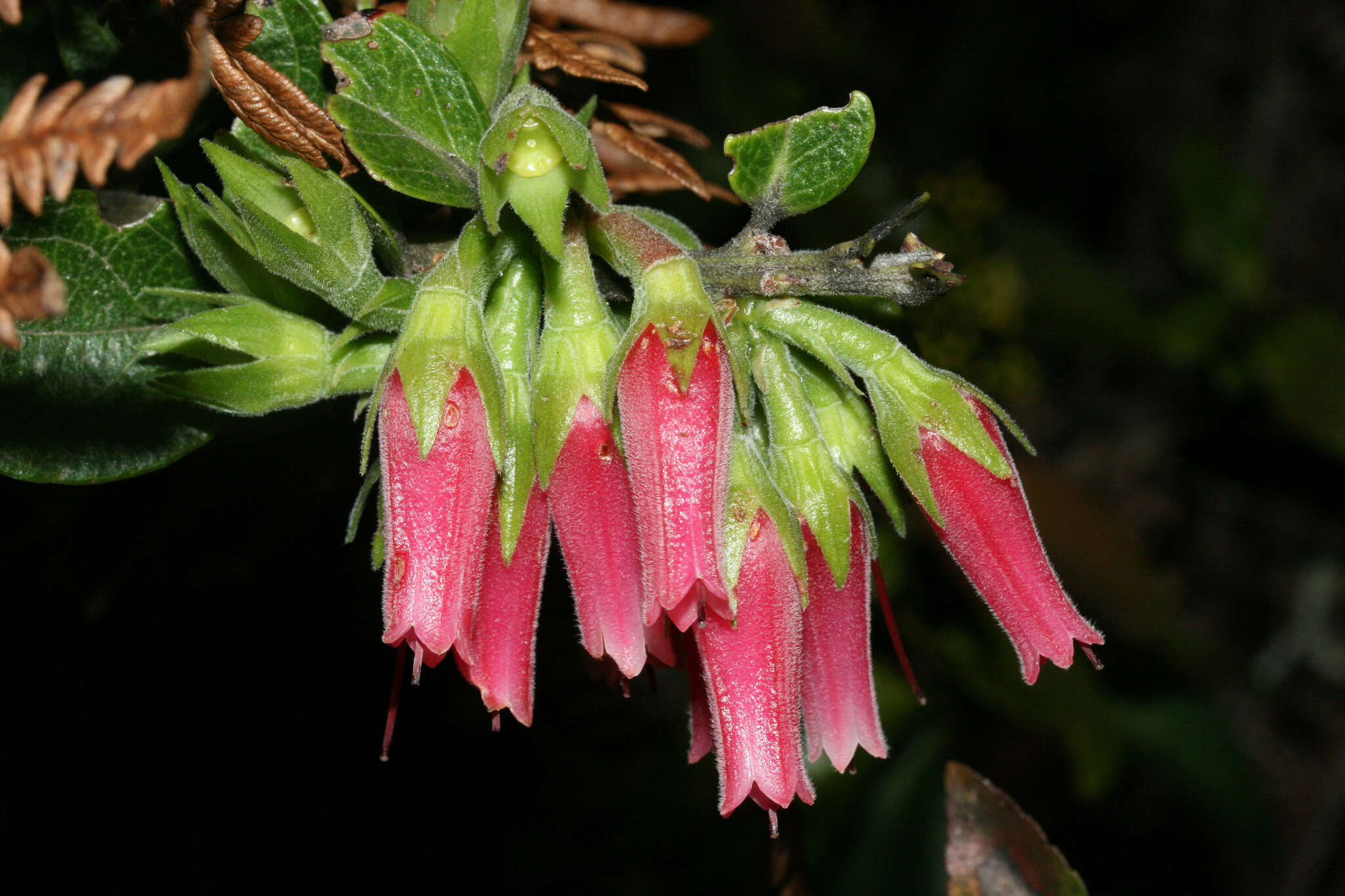 Macleania salapa (Benth.) Benth. & Hook. fil.的圖片