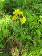 Image of Crepis praemorsa (L.) Tausch