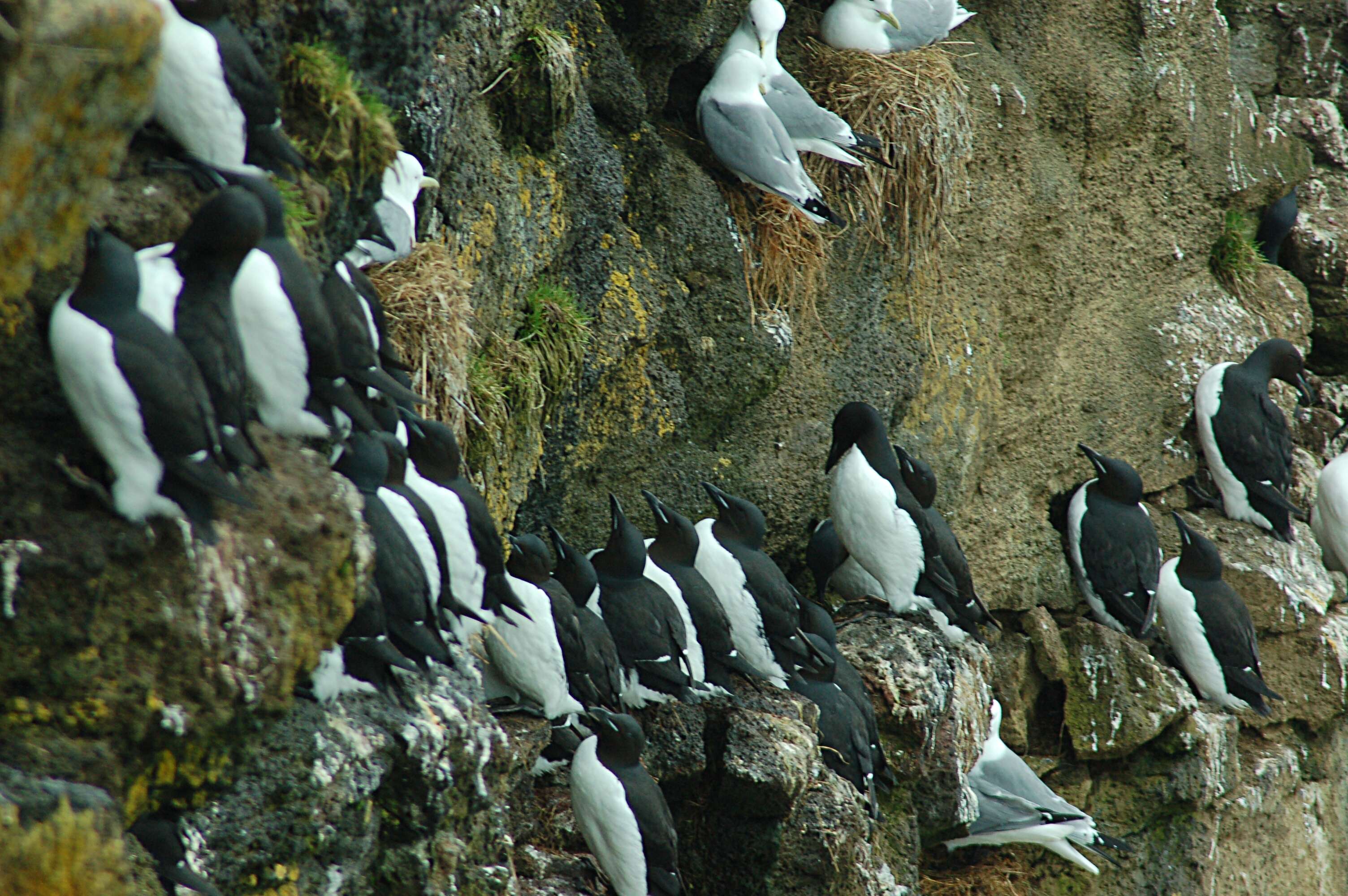 Image of Brünnich's Guillemot