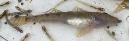 Image of Brown goby