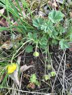 Image of Potentilla incana Gaertn. Mey. & Scherb.