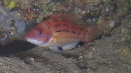 Image of Fourline hogfish