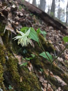 Prosartes maculata (Buckley) A. Gray的圖片