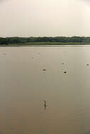 Image of Oriental Darter