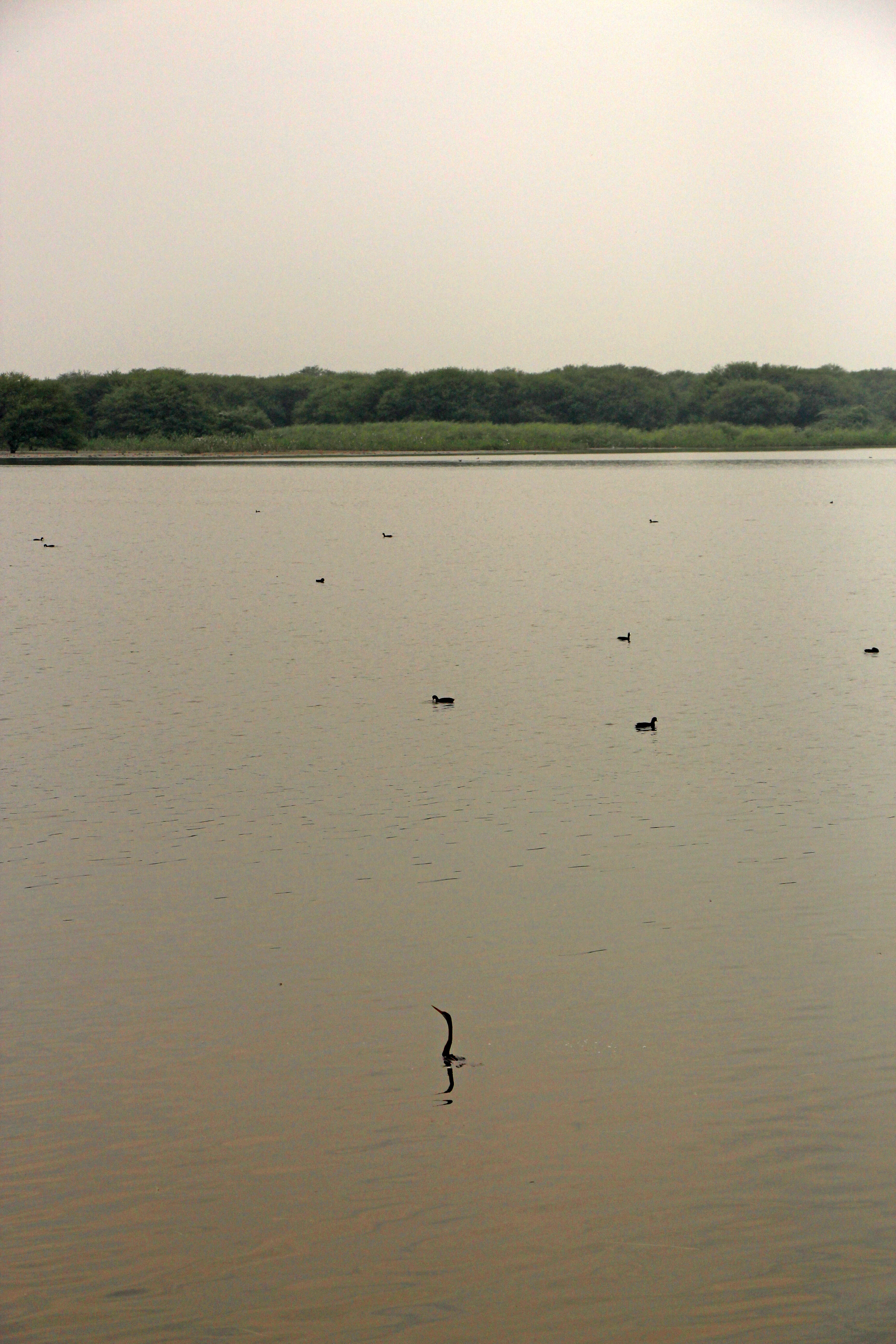 Image of Oriental Darter