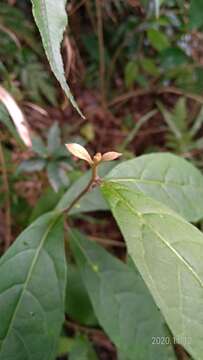 Image de Decaneuropsis gratiosa (Hance) H. Rob. & Skvarla