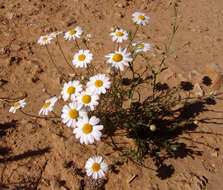 Image of Anthemis melampodina Del.