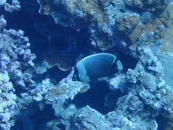 Image of Black Butterflyfish